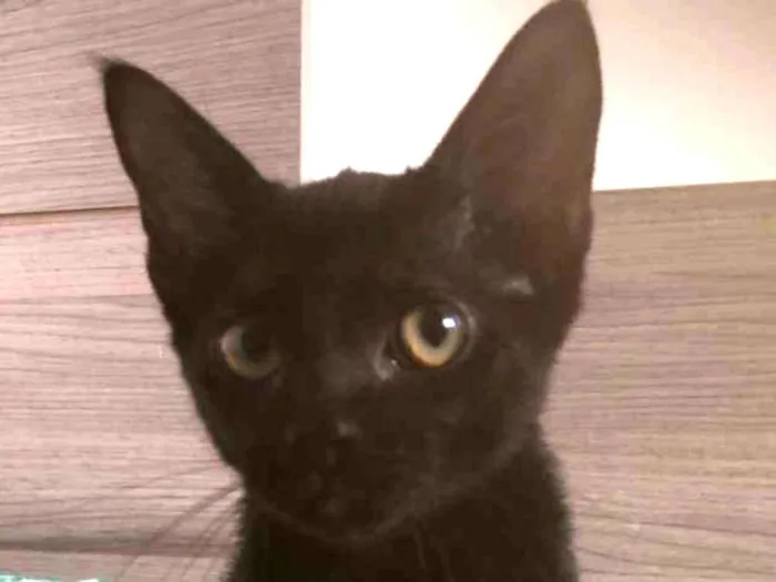 Gato ra a SRD idade 2 a 6 meses nome Matheus 