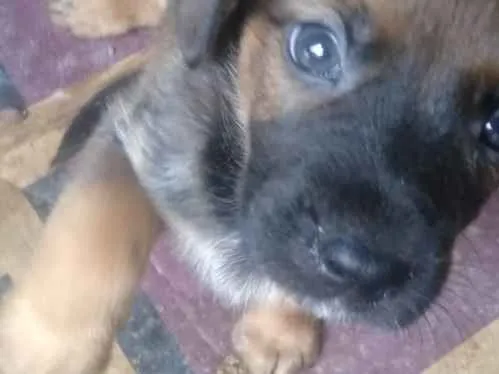 Cachorro ra a Vira lata idade Abaixo de 2 meses nome São filhotes 