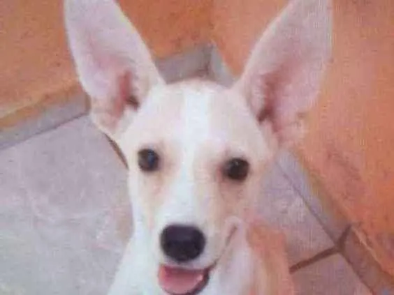 Cachorro ra a Vira-lata misto com pinscher idade 2 a 6 meses nome Apolo