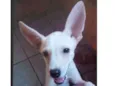 Apolo