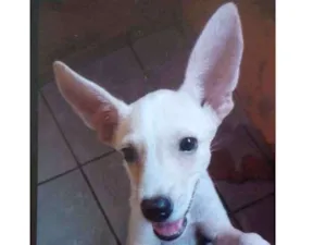 Cachorro raça Vira-lata misto com pinscher idade 2 a 6 meses nome Apolo