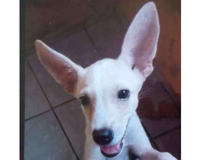 Cachorro ra a Vira-lata misto com pinscher idade 2 a 6 meses nome Apolo