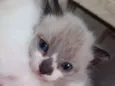 Gato