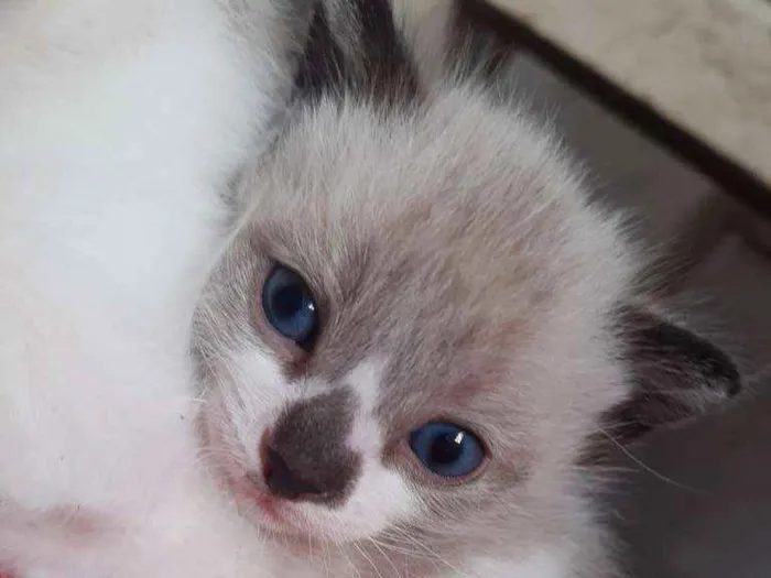 Gato ra a Sem raça  idade 2 a 6 meses nome Gato