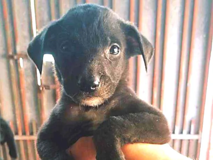 Cachorro ra a Vira lata com capa preta idade Abaixo de 2 meses nome Bella