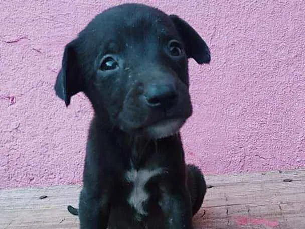 Cachorro ra a Vira lata com capa preta idade Abaixo de 2 meses nome Bella