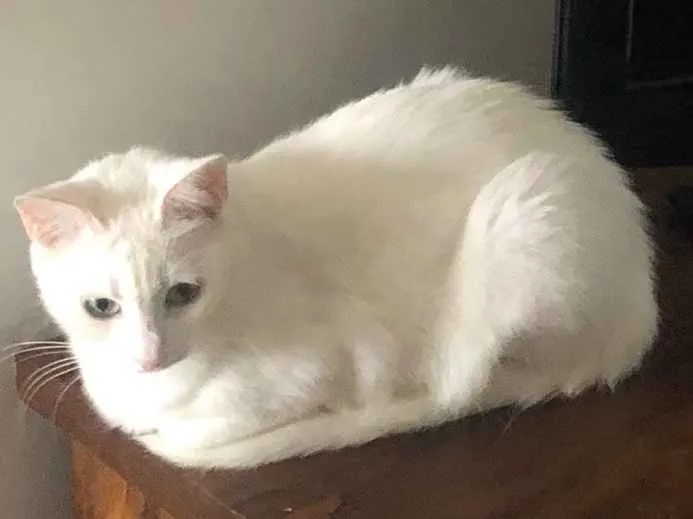 Gato raça SRD idade 2 anos nome Branca