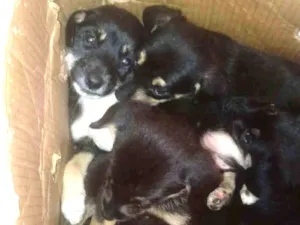 Cachorro raça Não definida idade 2 a 6 meses nome Pretinhos