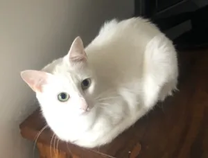 Gato raça SRD idade 2 anos nome Branca