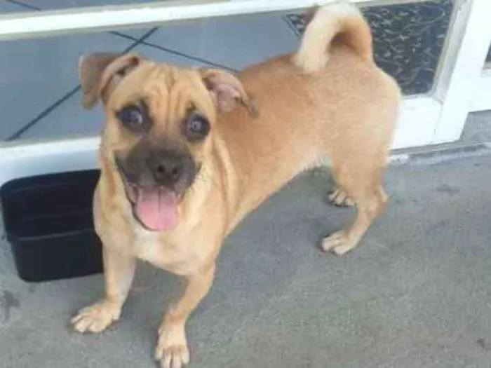 Cachorro ra a Sem raça definida idade 1 ano nome Sem nome