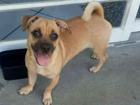 Cachorro ra a Sem raça definida idade 1 ano nome MEL