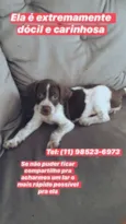 Cachorrinha