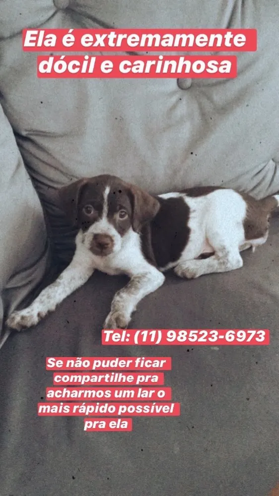 Cachorro ra a Vira Lata idade 2 a 6 meses nome Cachorrinha