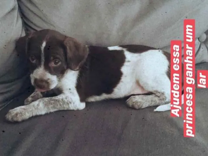 Cachorro ra a Vira Lata idade 2 a 6 meses nome Cachorrinha