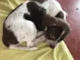 Cachorrinha