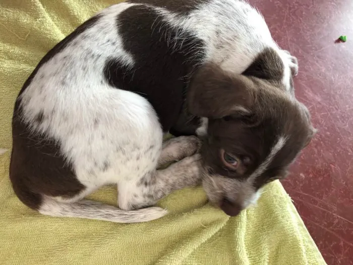 Cachorro ra a Vira Lata idade 2 a 6 meses nome Cachorrinha