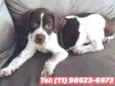 Cachorrinha