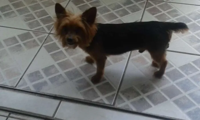 Cachorro ra a Yorkshire terrier idade 6 ou mais anos nome Guri