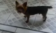 Guri