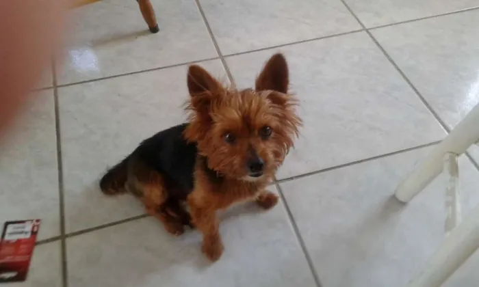 Cachorro ra a Yorkshire terrier idade 6 ou mais anos nome Guri