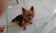 Guri