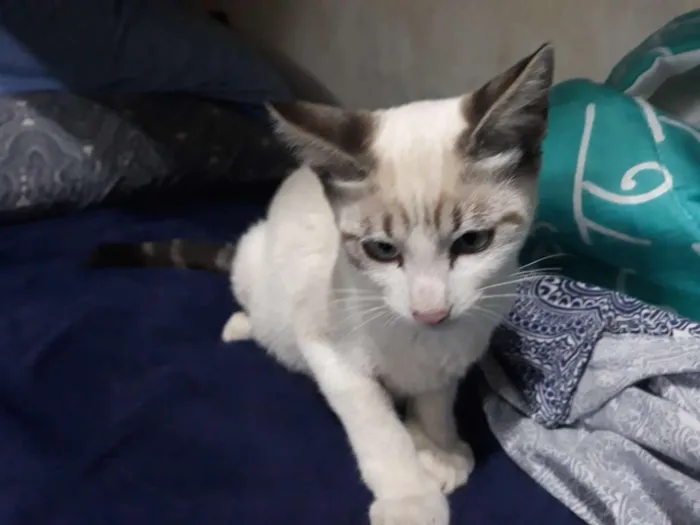 Gato ra a S/D idade 2 a 6 meses nome Hans