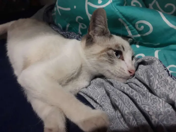 Gato ra a S/D idade 2 a 6 meses nome Hans