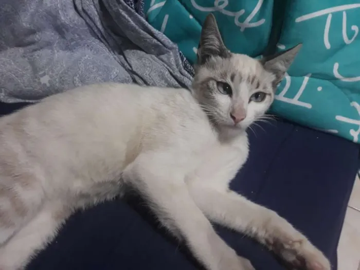 Gato ra a S/D idade 2 a 6 meses nome Hans