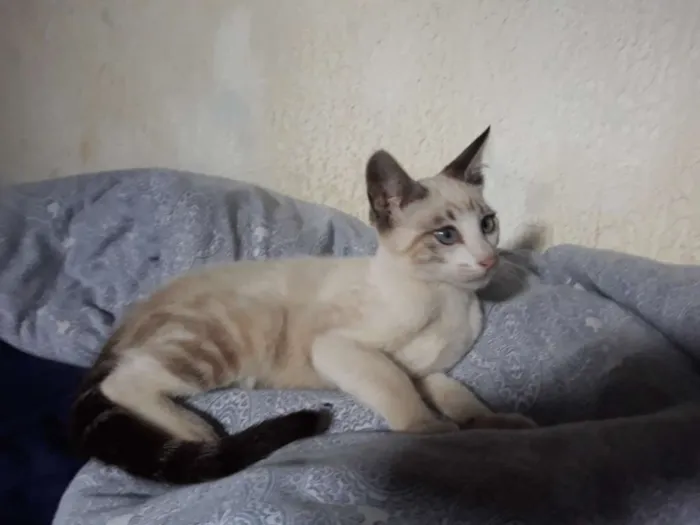 Gato ra a S/D idade 2 a 6 meses nome Hans