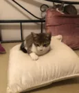 Gatos