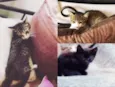 Gatos