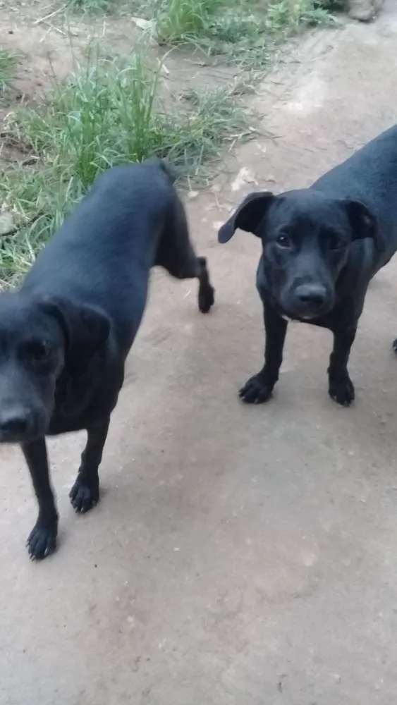Cachorro ra a Vila lata idade 2 a 6 meses nome Não  tem nome