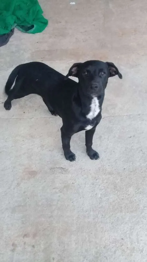 Cachorro ra a Vila lata idade 2 a 6 meses nome Não  tem nome