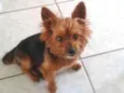 Guri