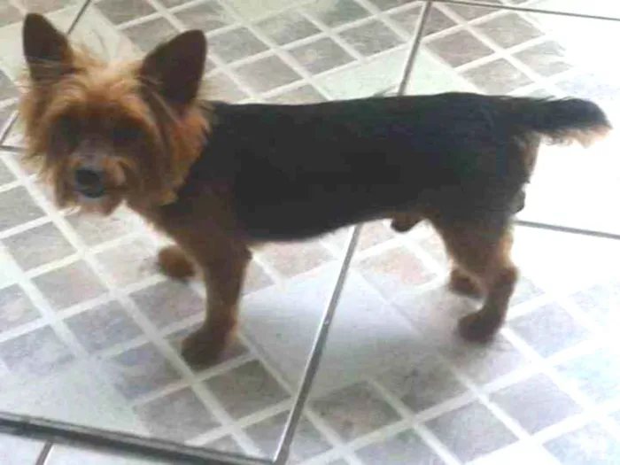 Cachorro ra a Yorkshire terrier idade 6 ou mais anos nome Guri