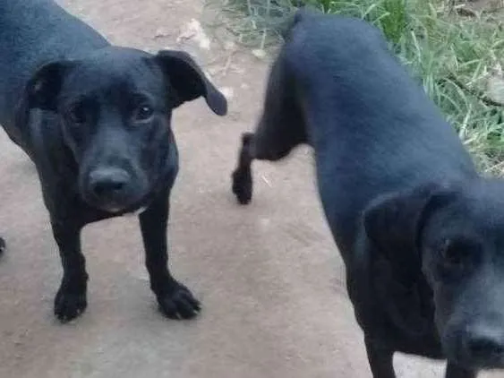 Cachorro ra a Vila lata idade 2 a 6 meses nome Não  tem nome