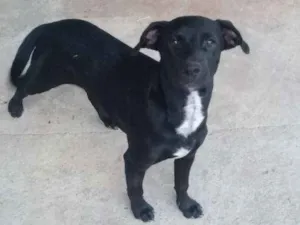 Cachorro raça Vila lata idade 2 a 6 meses nome Não  tem nome