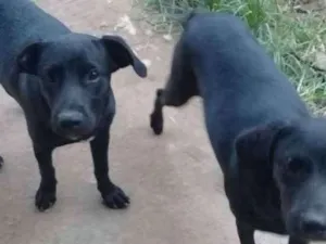 Cachorro raça Vila lata idade 2 a 6 meses nome Não  tem nome