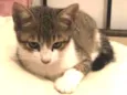 Gatos