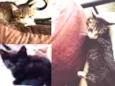 Gatos