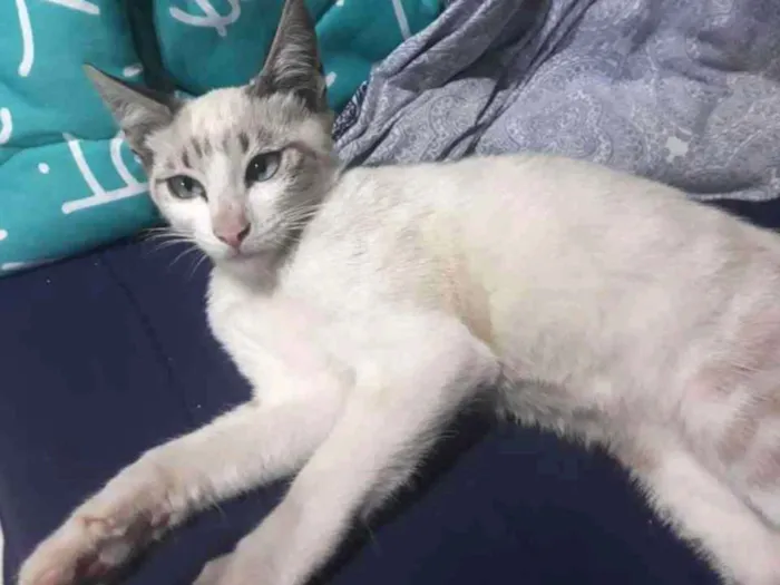 Gato ra a S/D idade 2 a 6 meses nome Hans