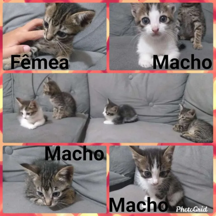 Gato ra a Sem raça idade 2 a 6 meses nome Sem nome