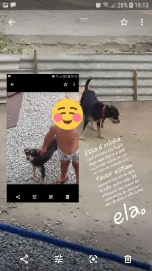 Cachorro raça Vira lata idade 4 anos nome Xita