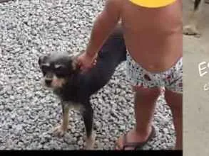 Cachorro raça Vira lata idade 4 anos nome Xita