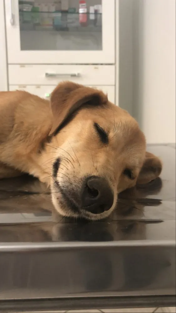 Cachorro ra a SRD idade 1 ano nome Gigi