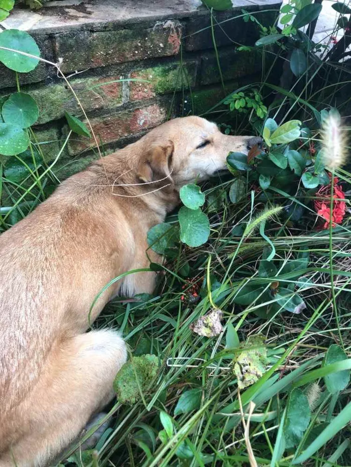 Cachorro ra a SRD idade 1 ano nome Gigi