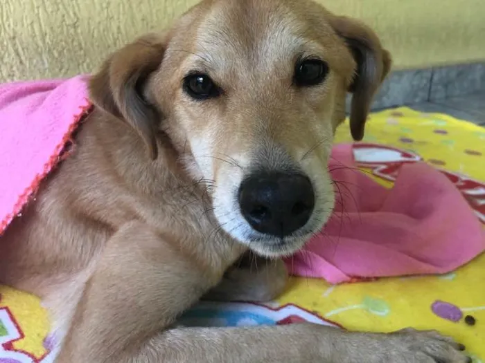 Cachorro ra a SRD idade 1 ano nome Gigi
