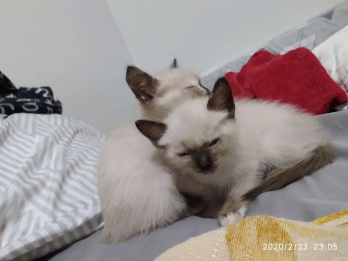 Gato ra a Siamês idade 2 a 6 meses nome Sem nome ainda