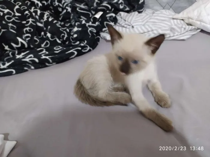 Gato ra a Siamês idade 2 a 6 meses nome Sem nome ainda