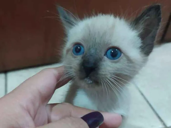 Gato ra a Siamês idade 2 a 6 meses nome Sem nome ainda